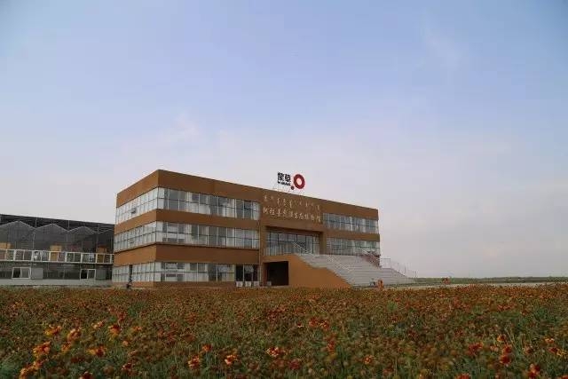 風(fēng)沙中的堅(jiān)強(qiáng)小草——蒙草生態(tài)修復(fù)顯成效