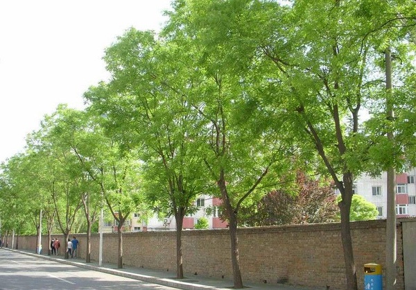 國槐幾種常見病蟲害防治方法