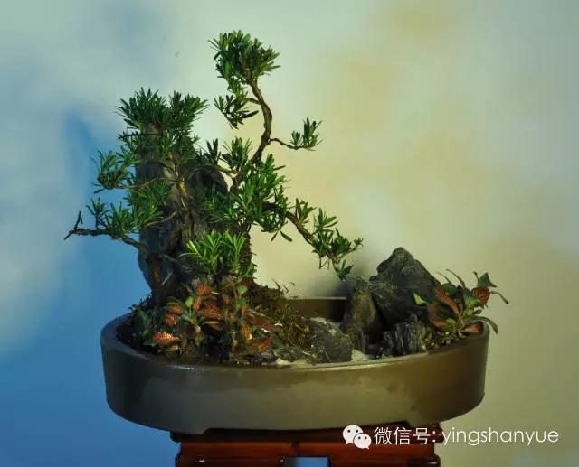 墨爻盆景作品：春之寄盼 恰似眼前——春靄曉色