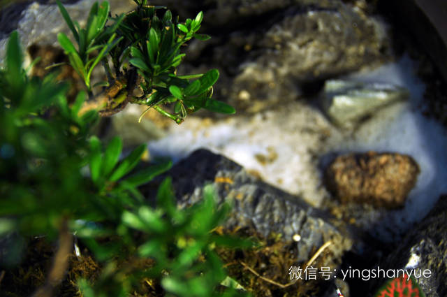 墨爻盆景作品:春之寄盼 恰似眼前——春靄曉色