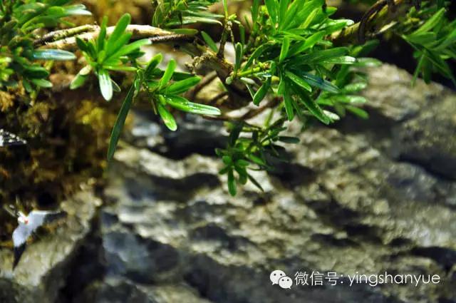 墨爻盆景作品：春之寄盼 恰似眼前——春靄曉色