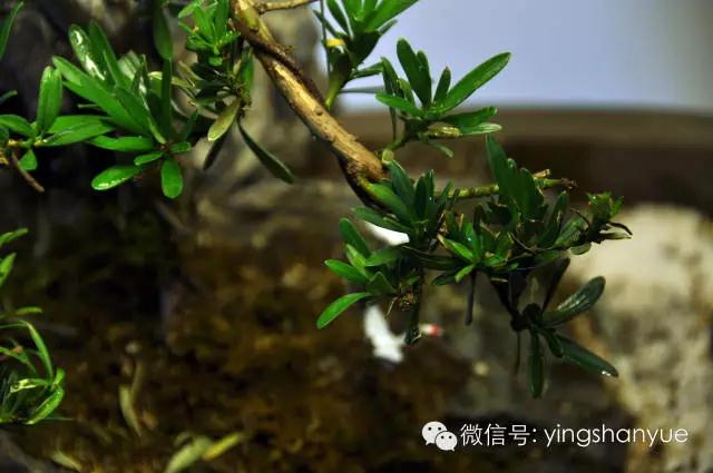 墨爻盆景作品:春之寄盼 恰似眼前——春靄曉色