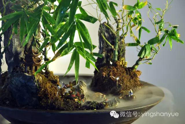 墨爻盆景作品：家鄉(xiāng)美景——《漢上夢溪》
