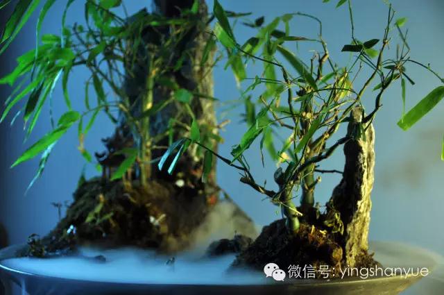 墨爻盆景作品：家鄉(xiāng)美景——《漢上夢溪》