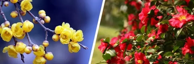 花開的節(jié)氣