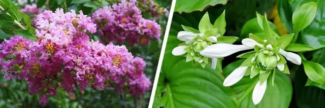 花開的節(jié)氣