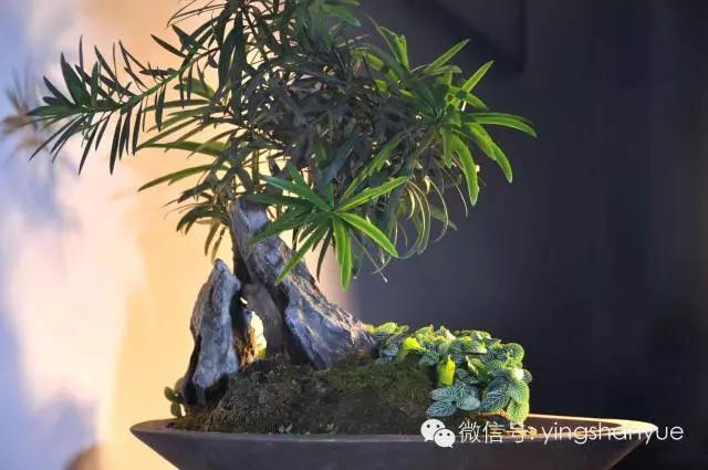 墨爻盆景作品:山澗初醒 谷音回蕩——《山澗聽谷》