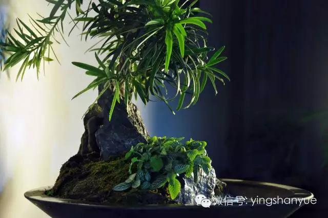 墨爻盆景作品:山澗初醒 谷音回蕩——《山澗聽谷》