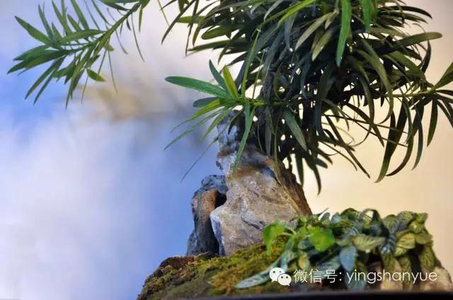 墨爻盆景作品：山澗初醒 谷音回蕩——《山澗聽谷》