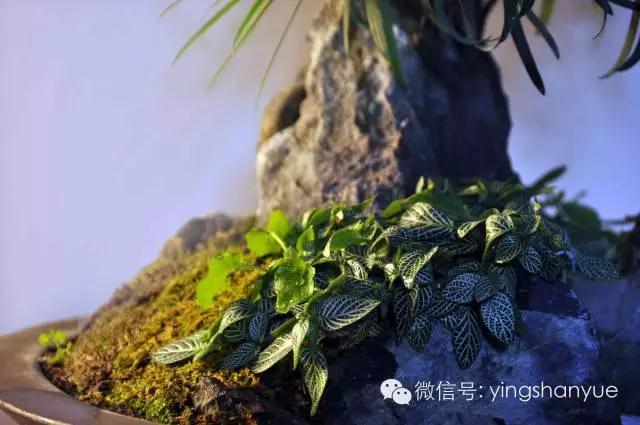 墨爻盆景作品:山澗初醒 谷音回蕩——《山澗聽谷》