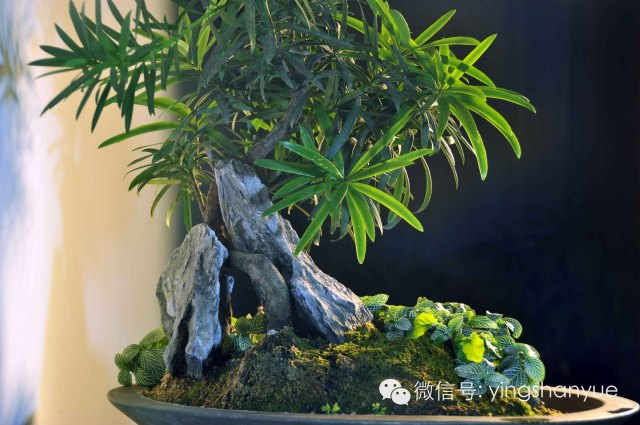 墨爻盆景作品:山澗初醒 谷音回蕩——《山澗聽谷》