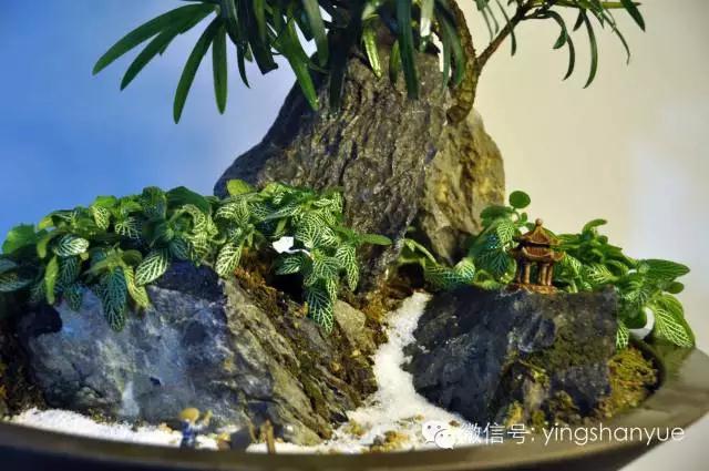 墨爻盆景作品:山澗初醒 谷音回蕩——《山澗聽谷》