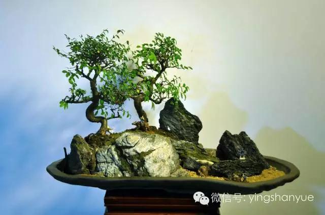 墨爻盆景作品：古樹寒溪，牧童歸去——《雙榆溪隱》