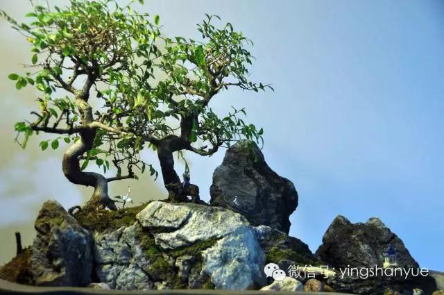 墨爻盆景作品：古樹寒溪，牧童歸去——《雙榆溪隱》