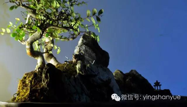 墨爻盆景作品：古樹寒溪，牧童歸去——《雙榆溪隱》