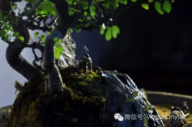 墨爻盆景作品:古樹寒溪,牧童歸去——《雙榆溪隱》