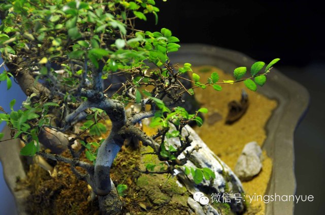 墨爻盆景作品：古樹寒溪，牧童歸去——《雙榆溪隱》