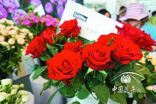 抗灰霉切花月季新品‘卡馬拉’