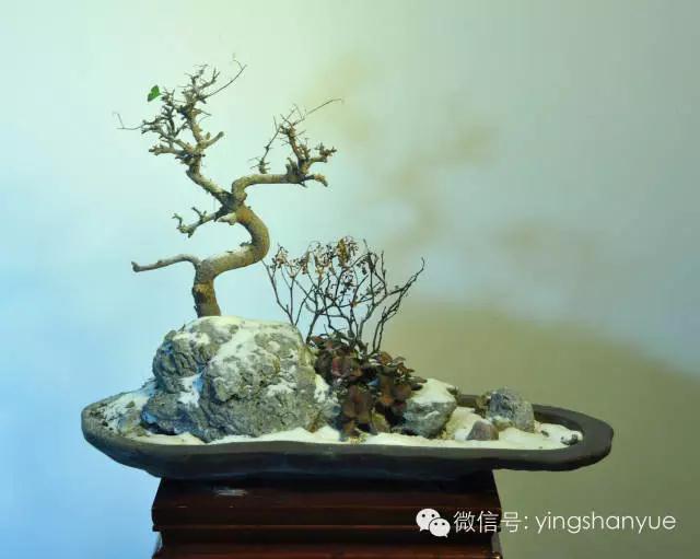 墨爻盆景作品:片片互玲瓏,飛揚玉漏終。——《山澗小雪》