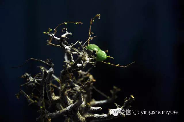 墨爻盆景作品:片片互玲瓏,飛揚玉漏終。——《山澗小雪》