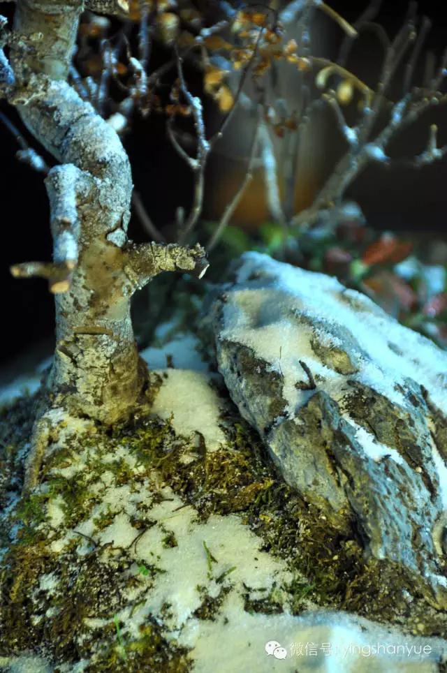 墨爻盆景作品：片片互玲瓏，飛揚(yáng)玉漏終。——《山澗小雪》