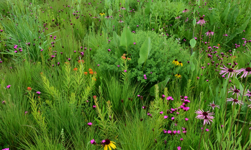 詹姆斯·希契莫夫教授生態(tài)景觀設(shè)計(jì)實(shí)踐及科研簡(jiǎn)介
