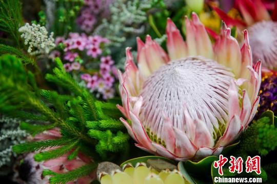 南非帝王花為武漢植物園增添濃郁非洲風(fēng)情