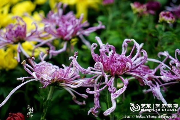 世界花卉大觀園第十屆藝菊展 滿園秋韻花飄香