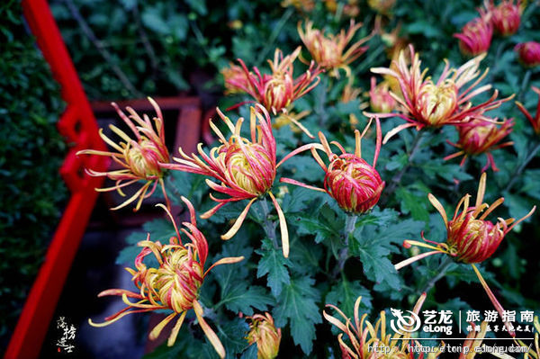 世界花卉大觀園第十屆藝菊展 滿園秋韻花飄香