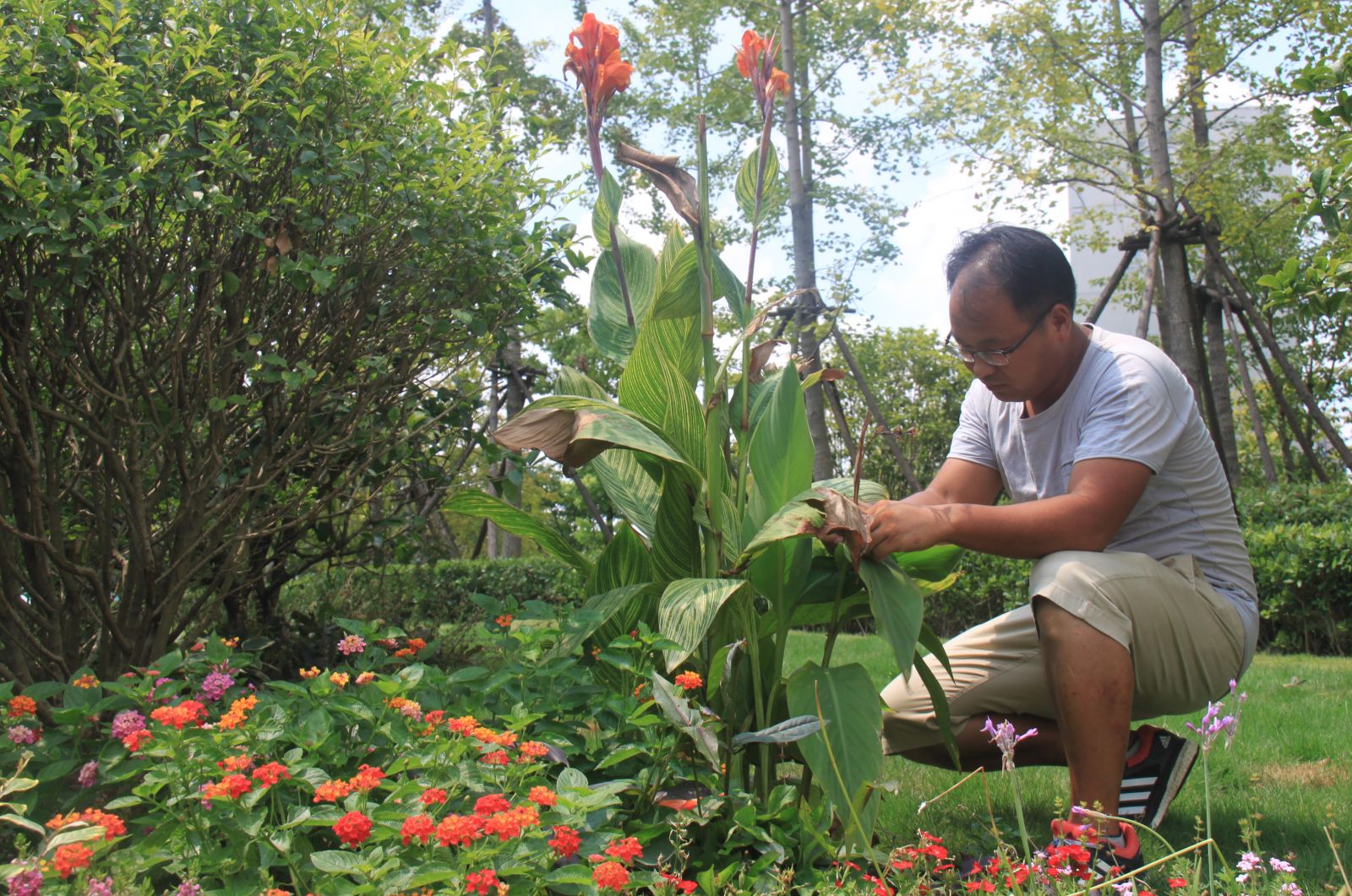 杭州園林作品展示：杭州火車東站西廣場花境