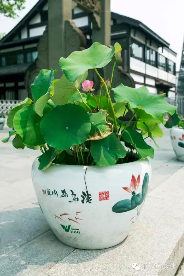 偉達園林獲G20杭州峰會服務保障突出貢獻獎