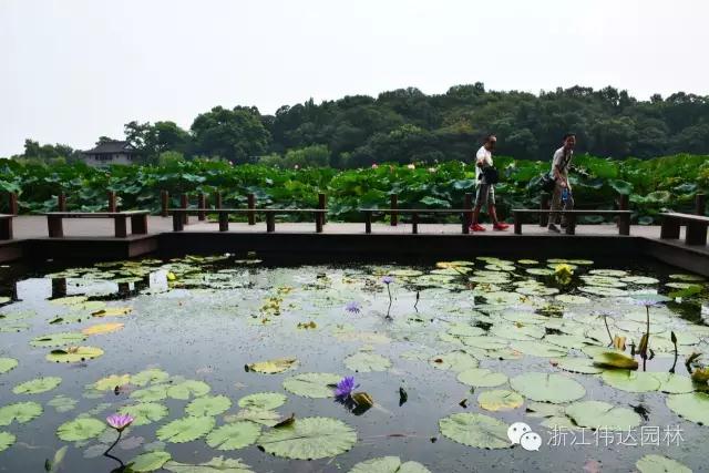 偉達園林獲G20杭州峰會服務保障突出貢獻獎