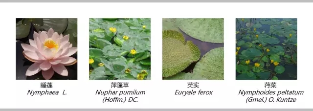 河道景觀植物搭配你知道嗎？