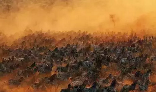 金螳螂：羅紅攝影藝術(shù)館室內(nèi)裝飾工程