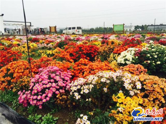 南農(nóng)大湖熟花卉基地萬朵菊花爭奇斗艷