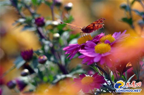南農(nóng)大湖熟花卉基地萬朵菊花爭奇斗艷