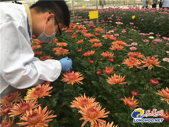 南農大湖熟花卉基地萬朵菊花爭奇斗艷