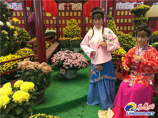 南農大湖熟花卉基地萬朵菊花爭奇斗艷