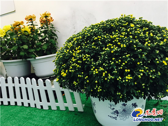 南農大湖熟花卉基地萬朵菊花爭奇斗艷