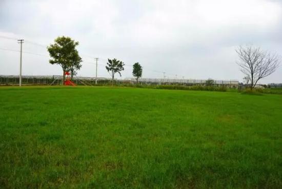 3位女大學生樂當種花匠 坎墩后花園打造“花樣年華