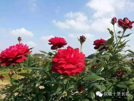 3位女大學(xué)生樂當(dāng)種花匠 坎墩后花園打造“花樣年華