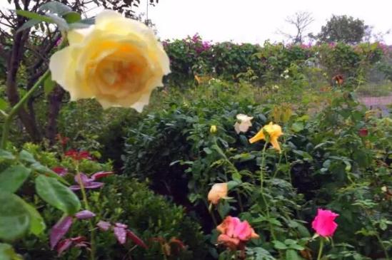 3位女大學(xué)生樂當(dāng)種花匠 坎墩后花園打造“花樣年華