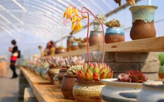 3位女大學(xué)生樂當(dāng)種花匠 坎墩后花園打造“花樣年華