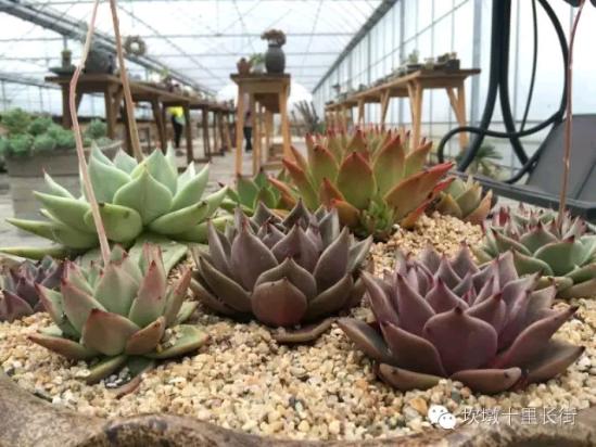 3位女大學(xué)生樂當(dāng)種花匠 坎墩后花園打造“花樣年華