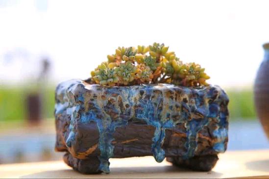 3位女大學(xué)生樂(lè)當(dāng)種花匠 坎墩后花園打造“花樣年華