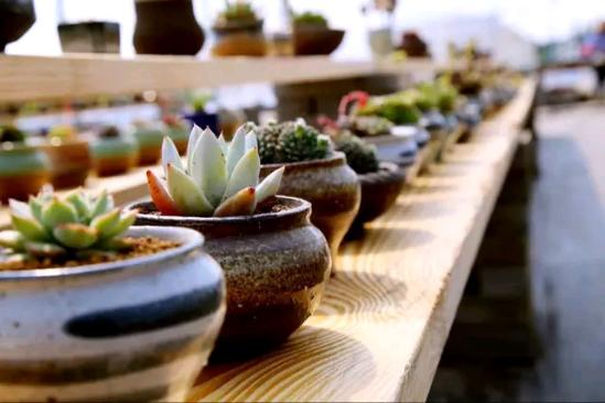 3位女大學(xué)生樂(lè)當(dāng)種花匠 坎墩后花園打造“花樣年華