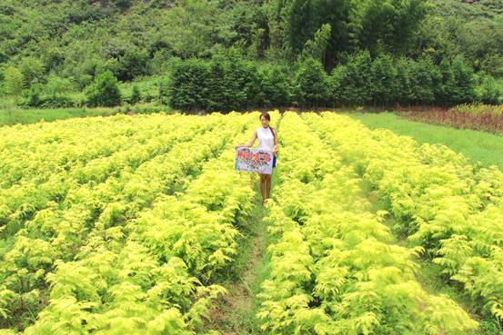 金葉水杉將成為2018年最具市場競爭力的彩葉樹種