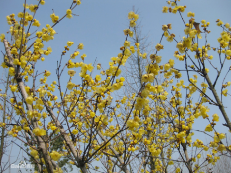 素心臘梅 最珍貴臘梅品種