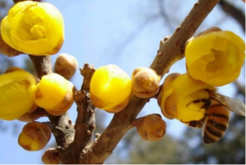 素心臘梅 最珍貴臘梅品種