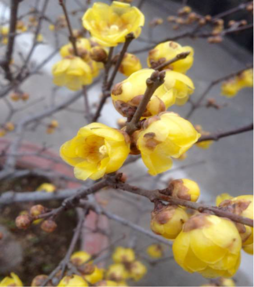 素心臘梅 最珍貴臘梅品種